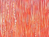 Tangential section